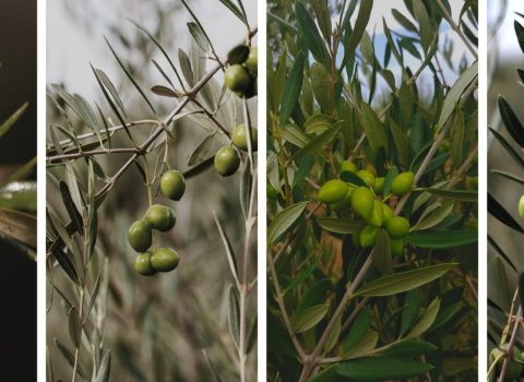 Diferentes variedades de olivo, vista de sus aceitunas.
