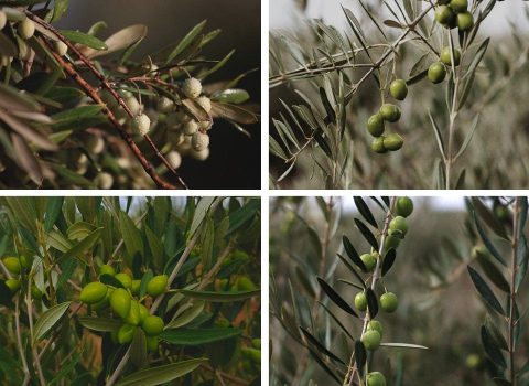 Diferentes variedades de olivo, vista de sus aceitunas.