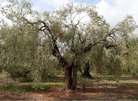 Olivo viejo, ejemplo del origen del olivo.
