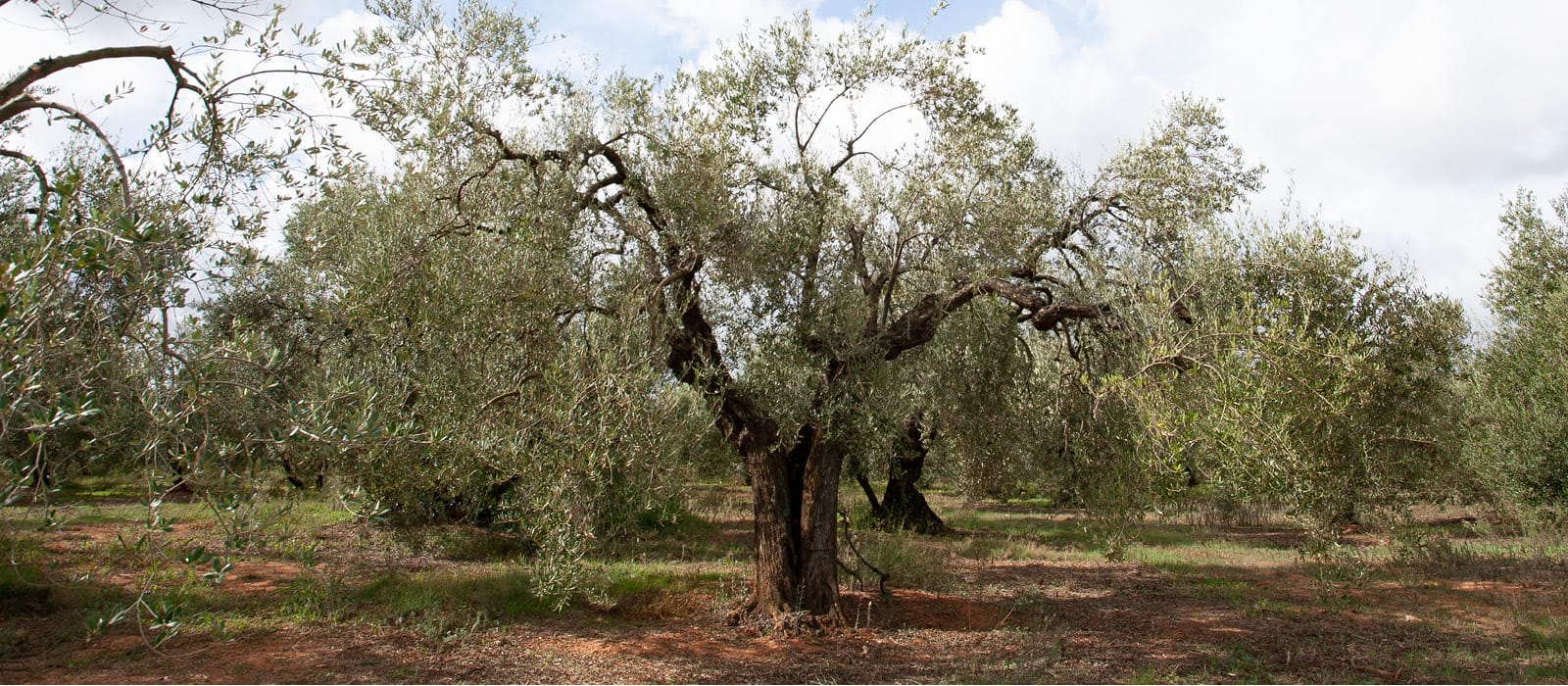 Origen del Olivo: Historia y Cultivo en el Mediterráneo | Isbilya Olivo viejo, ejemplo del origen del olivo.