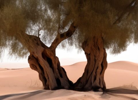 Olivo en el desierto representando la escasez de agua en el sector.