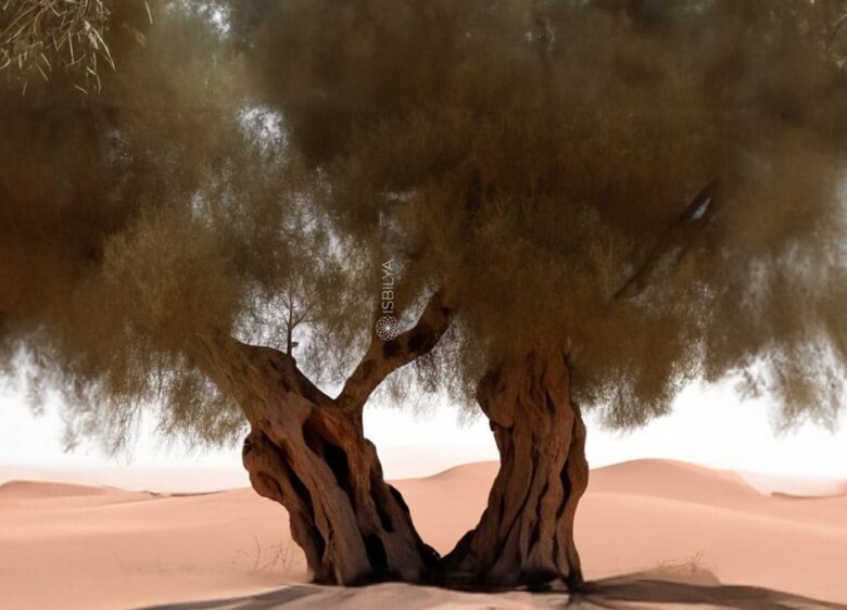 Olivo en el desierto representando la escasez de agua en el sector.