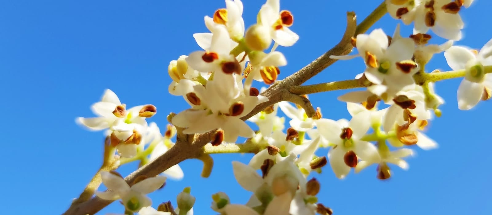 Floración de olivos Isbilya Flores de olivo abiertas, momento el cual son más delicadas a las subidas de temperatura