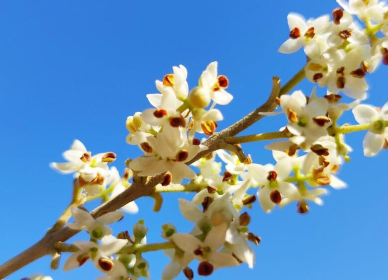Floración del olivo, momento de mayor exposición a los daños por altas temperaturas.