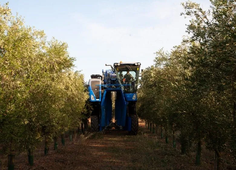 Maquinaria para recolección temprana en el olivar de Isbilya aceite de oliva virgen extra premium