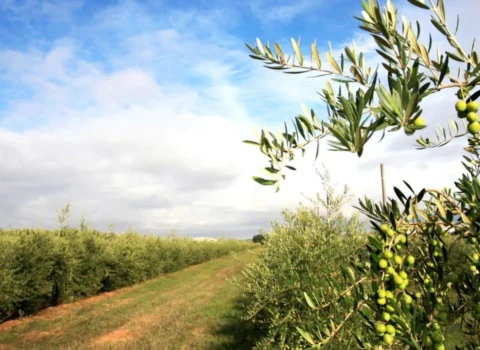Cultivo de olivares en el corazón del Aljarafe, Isbilya, donde nacen nuestros aceites premium.