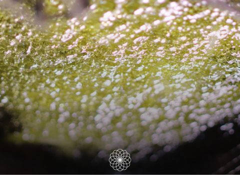 Patatas friéndose en una sartén con AOVE